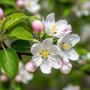 8ft Half-Standard 'Cox's Orange Pippin' Mature Apple Tree | 6/8cm Girth | Grown in 20L Airpot